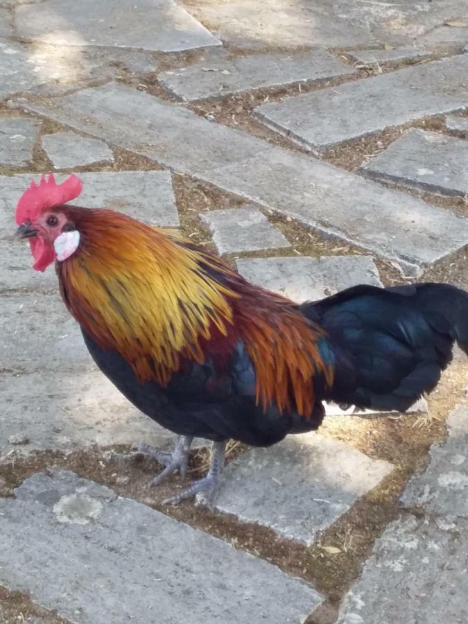 מונטריג'יוני Castellino4Holidays מראה חיצוני תמונה